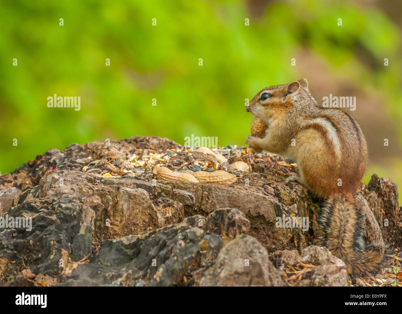 Un Chipmunk perché sur une souche d'arbre avec des graines d'oiseaux et les arachides. Banque D'Images