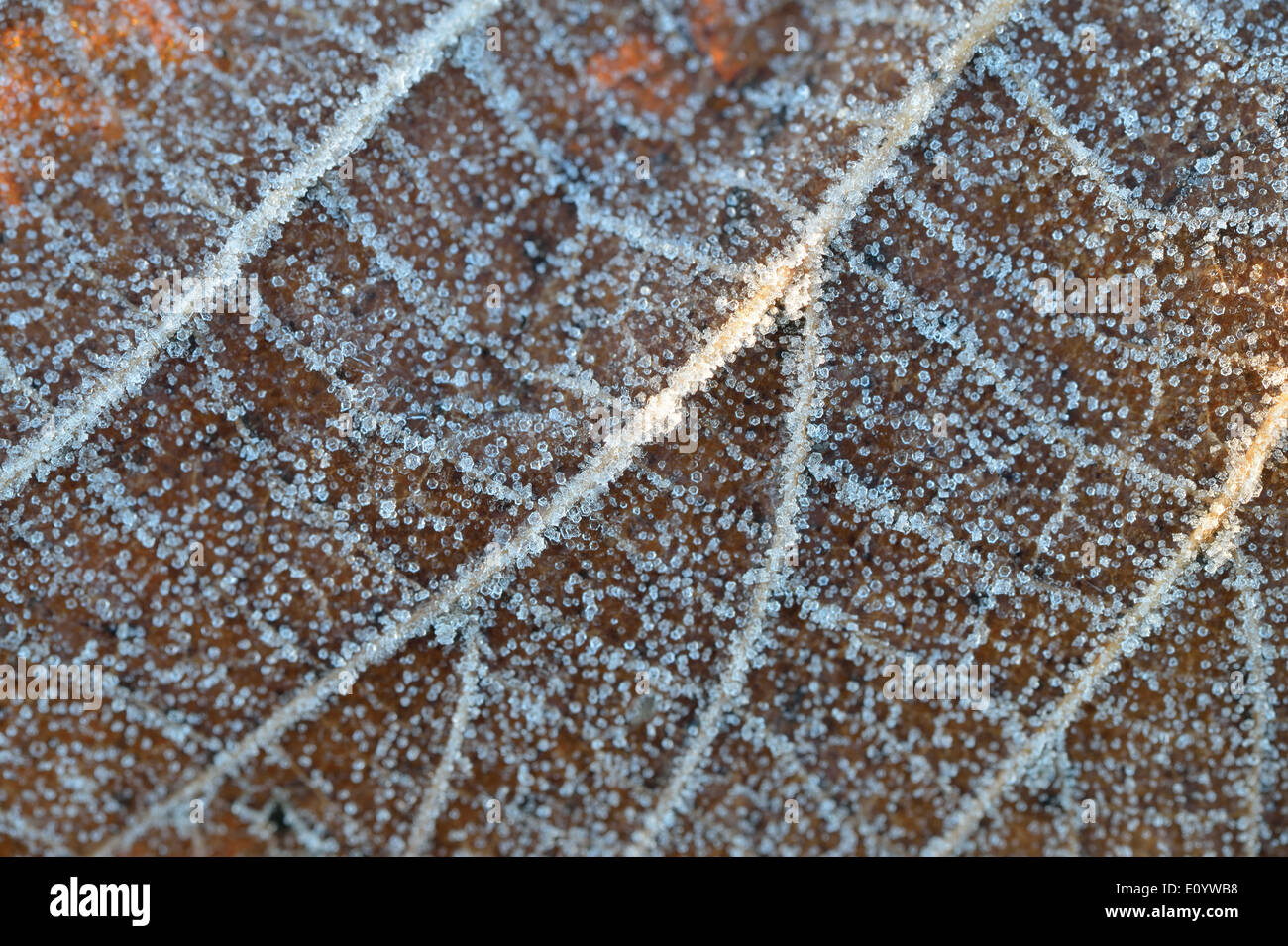 Givre. Image prise Bushy Park, London, UK Banque D'Images