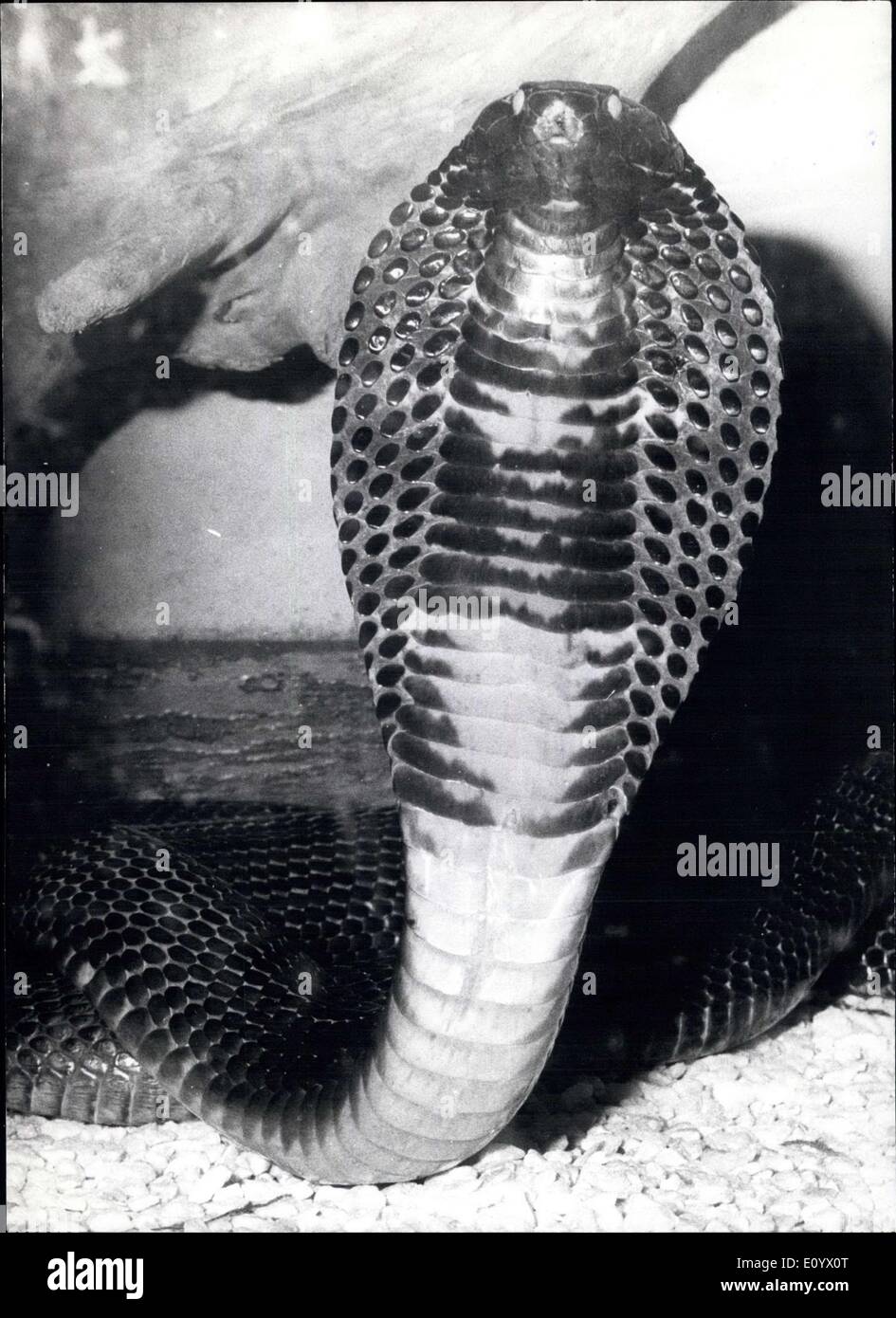 Septembre 01, 1971 - Snake-Exhibition dans un musée à Bonn (West-Germany) : Pour les plus toxiques Genre de serpents appartient ce (naja hannah) indiqué sur notre photo c'est le seul spécimen vivant de son genre en Europe et peut être vu lors d'un serpent est un musée d'exposition à Bonn (Allemagne de l'Ouest). Friedrich Happ de Ravensburg, qui est spécialisée sur les serpents depuis des décennies montre son reptile-show à West-Germany et après que dans quelques pays voisins. Il expose plus de 70 animaux en vertu de laquelle le plus dangereux des serpents, mais aussi des serpents géants sont Banque D'Images