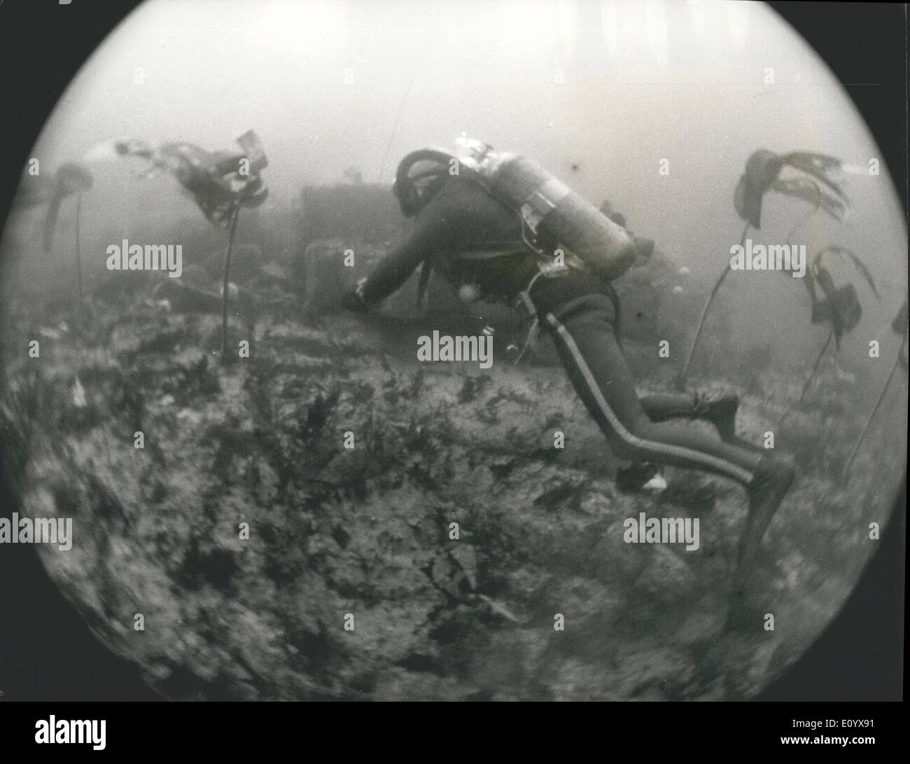 09 septembre 1971 - Chasse au Trésor des fonds marins : LT-CDR Jack Gayton, 38, ne laissant aucun unturned rock mobile 85 pieds vers le bas comme il cherche l Banque D'Images