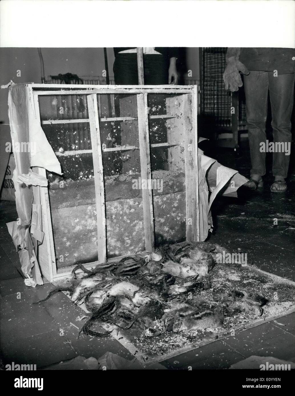 11 novembre 1971 - Les Écureuils mourir dans l'air Voyage. Les hommes et les fonctionnaires des douanes RSPCA à l'aéroport de Heathrow ont été choqués quand ils ont ouvert trois distributeurs à partir d'un avion. Ils ont trouvé deux gibbons et les écureuils 100- bloqué dans ce qui semblait être des compartiments secrets dans les caisses. Les gibbons ont été épuisées. Trente-huit des écureuils étaient morts, et trois autres sont morts plus tard à l'aéroport centre RSPCA. Les hommes des douanes a immédiatement lancé une enquête internationale. Ils ont contracté la police et les organisations d'aide sociale en Belgique où l'avion KLM étaient venus. Photo montre :- Certaines des écureuils. Banque D'Images