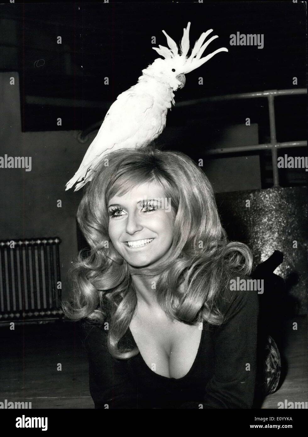 02 déc., 1971 - Salon national des oiseaux de cage et volière à Alexandra Palace de Londres. Photo montre : Bobby, plus cacatoès, trouve une belle perche sur la tête de Annita Paul, 23, à l'émission d'aujourd'hui. Keystone Banque D'Images