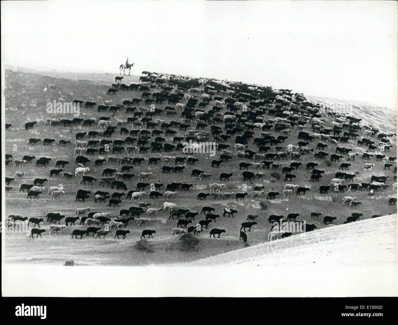 Le 29 janvier 1972 - troupeau de moutons en montant vers de nouveaux pâturages Banque D'Images