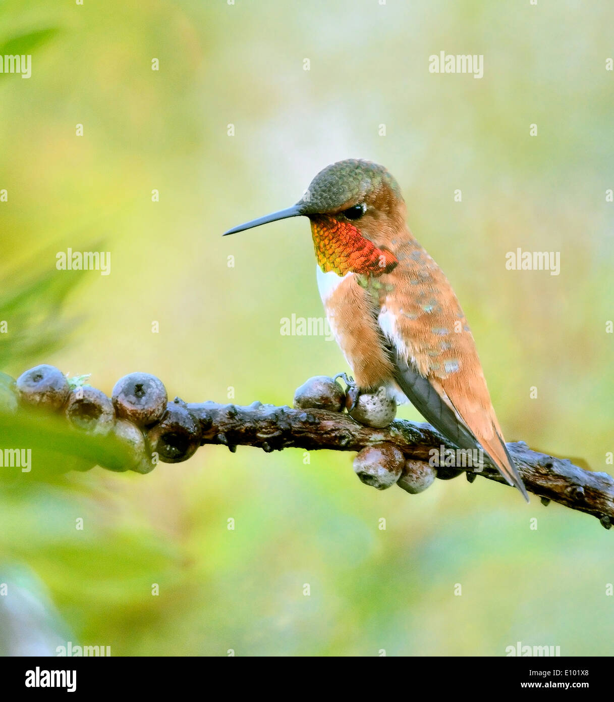 Colibri roux mâle (Selasphorus rufus) perché sur une branche, présentant une gorge rouge irisée et un corps roufeux dans une lumière naturelle douce et un feuillage. Banque D'Images Colibri roux mâle (Selasphorus rufus) perché sur une branche, présentant une gorge rouge irisée et un corps roufeux dans une lumière naturelle douce et un feuillage. Banque D'Images