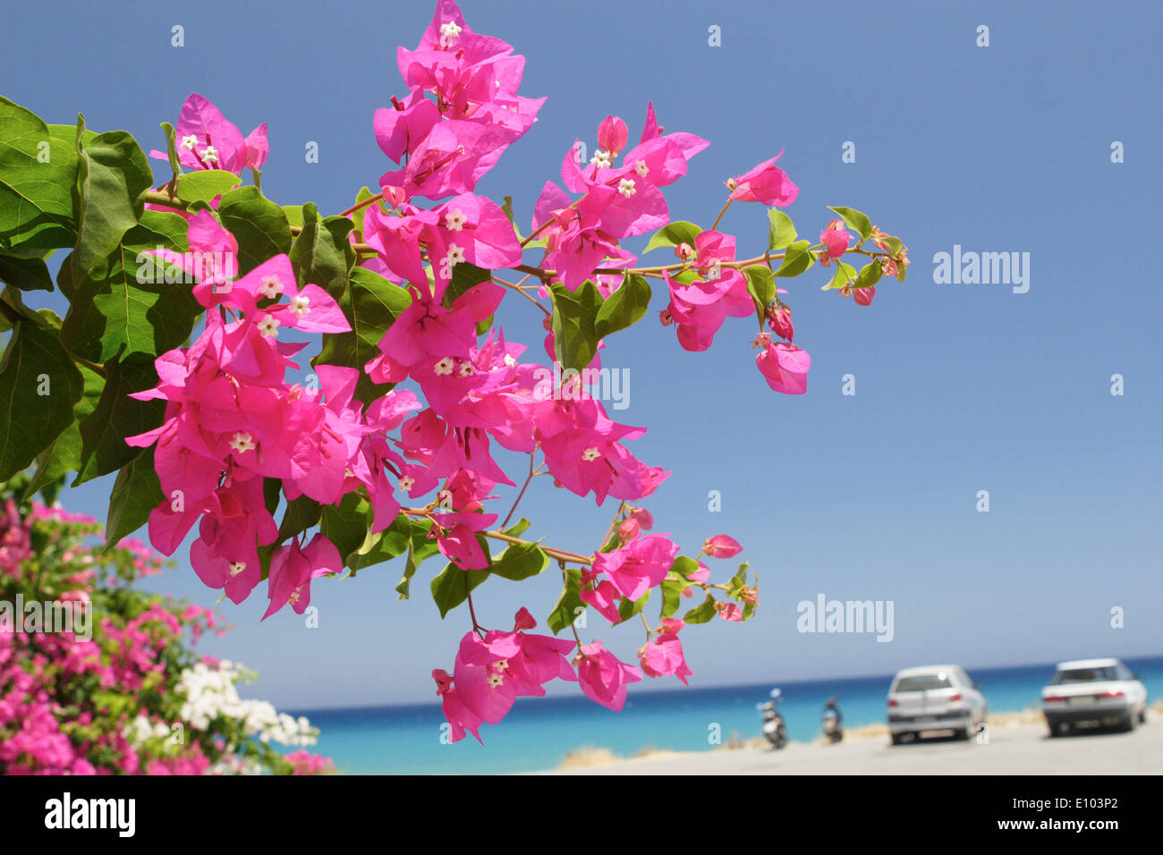 Bougainvillée Fleur Rose Grecque Lîle De Rhodes Ialyssos