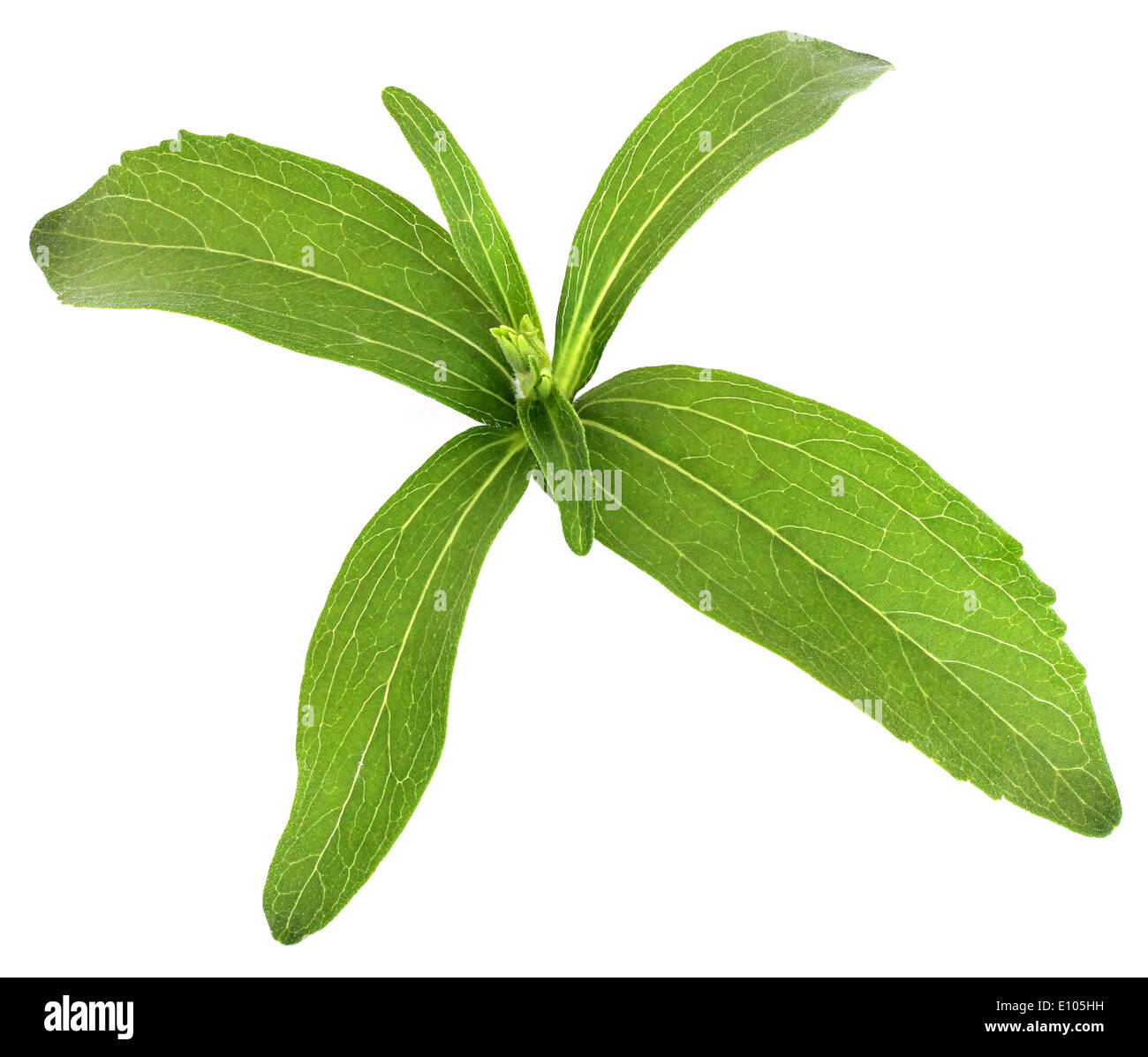 Stevia rebaudiana, sweet leaf substitut du sucre sur fond blanc Banque D'Images