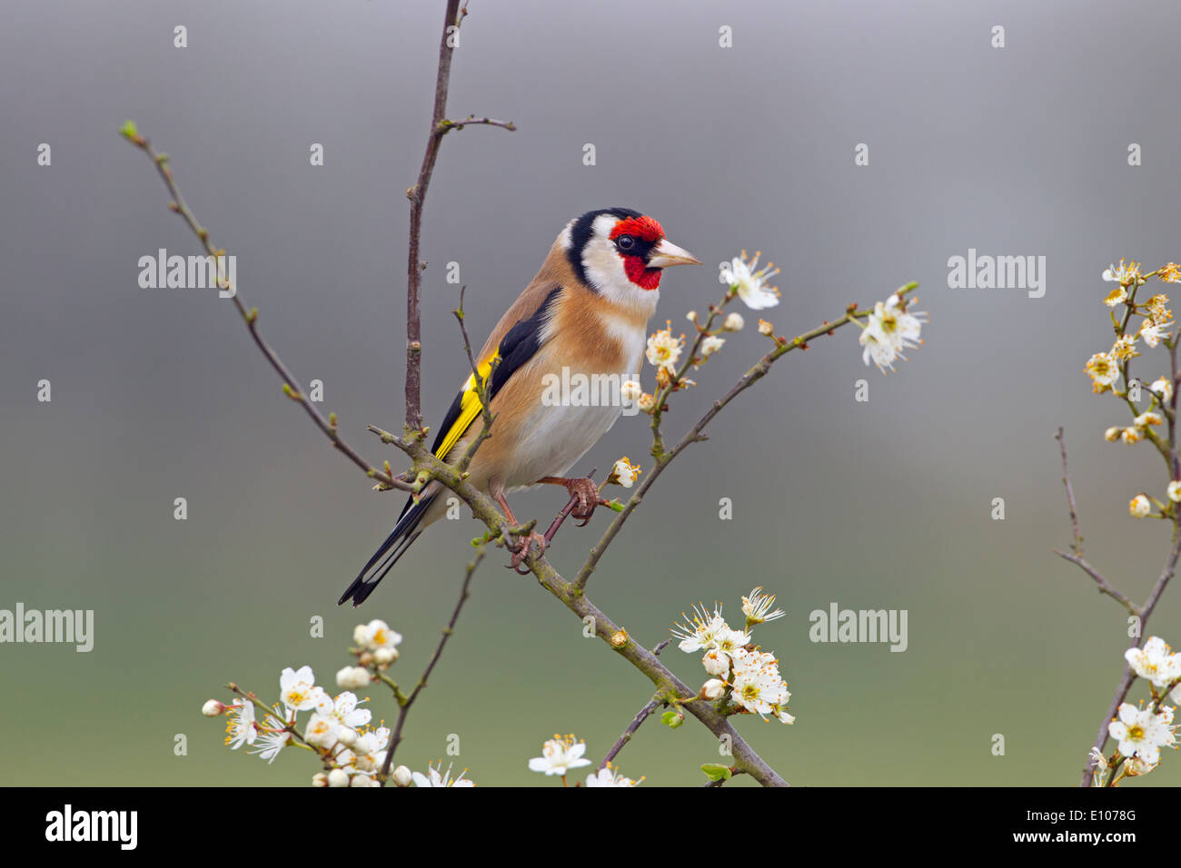 Goldfinch Carduelis carduelis sur l'épine noire printanière Prunus spinosa, Blossom Banque D'Images