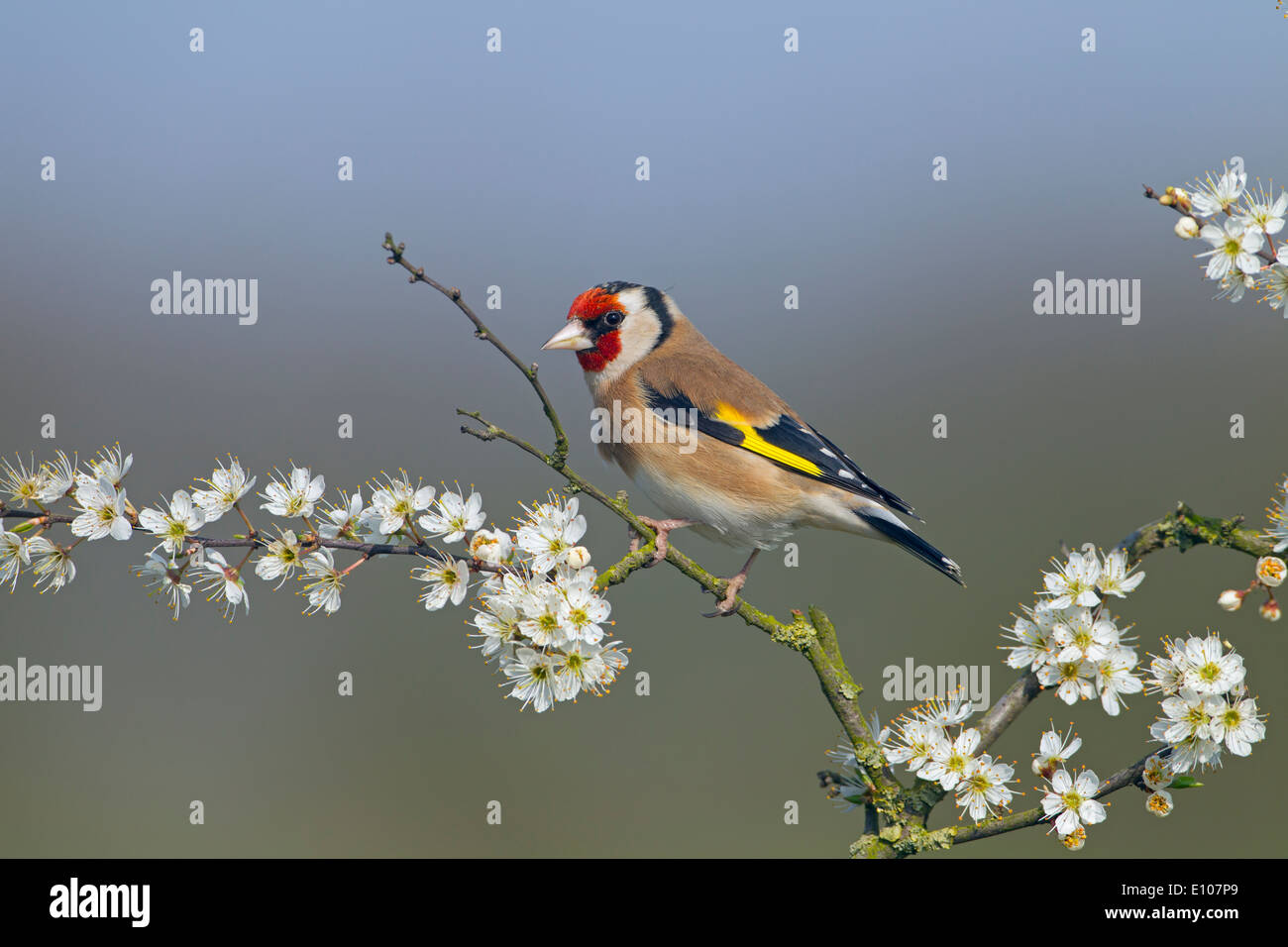 Goldfinch Carduelis carduelis sur l'épine noire printanière Prunus spinosa, Blossom Banque D'Images