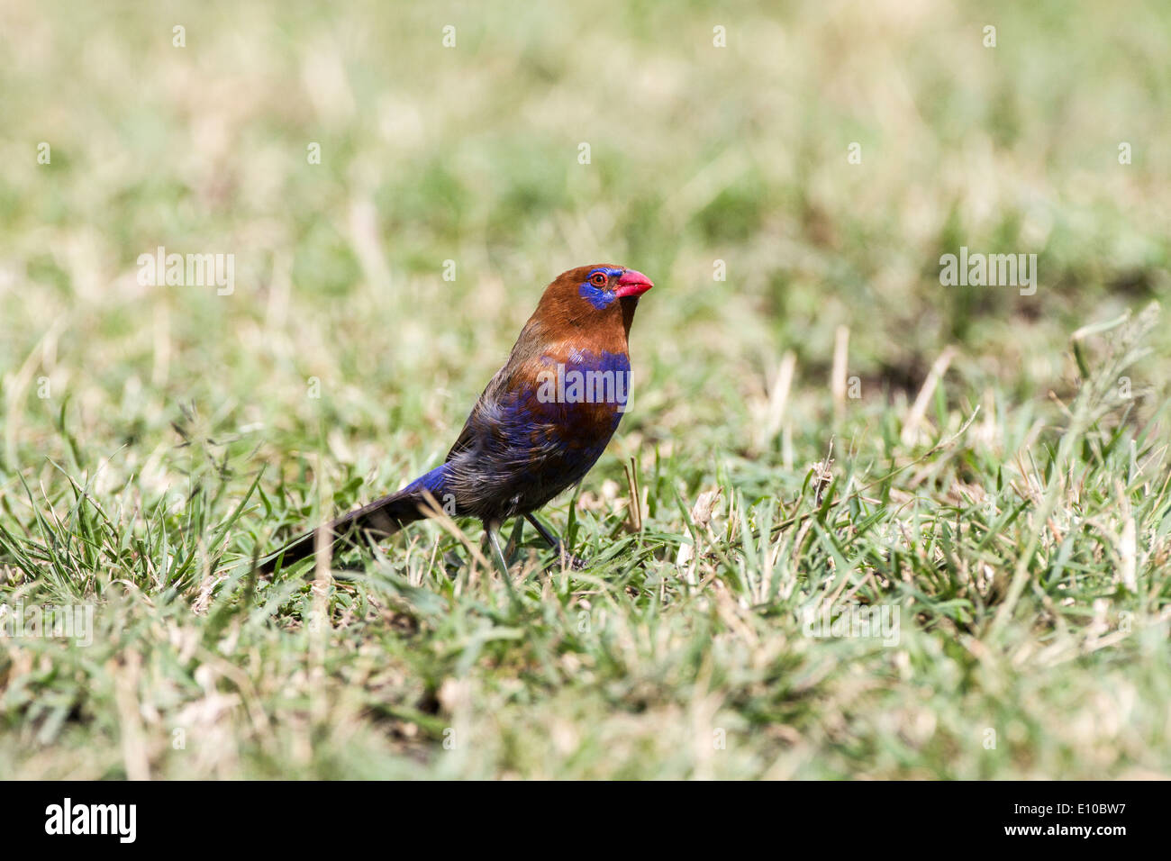 Purple Grenadier Uraeginthus ianthinogaster) (sur l'herbe. Photographié en Tanzanie Banque D'Images