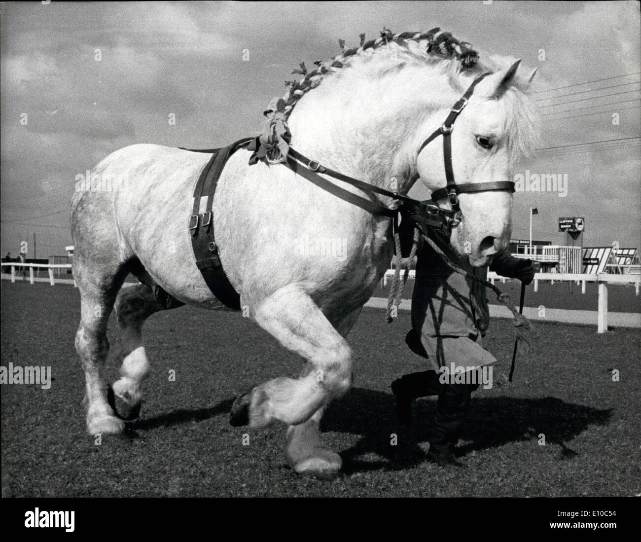 Mar. 30, 1972 - 30 mars 1972, montrant son rythme. Histon Limelight, entré par Bailey et fils de Willingham, Camgs, montrant son rythme hier lors de la National Heavy Horse Show à Peterborough. L'étalon de 9 ans a gagné le British Percheron Horse Society's Perpetual Challenge Cup pour le meilleur étalon Percheron dans le spectacle. Banque D'Images