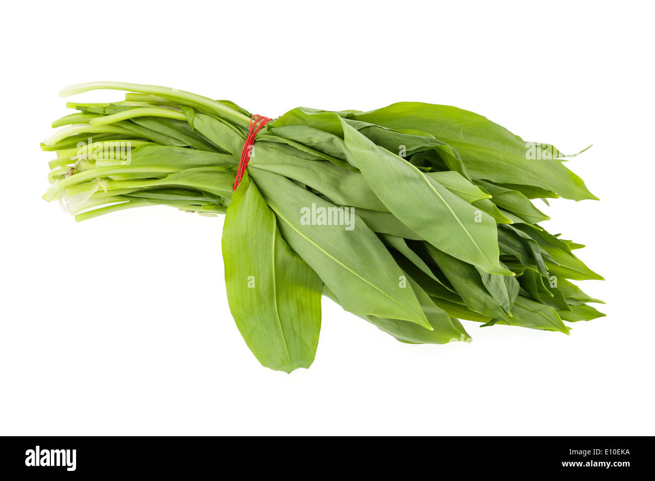 Ramsons ail sauvage (feuilles) Banque D'Images
