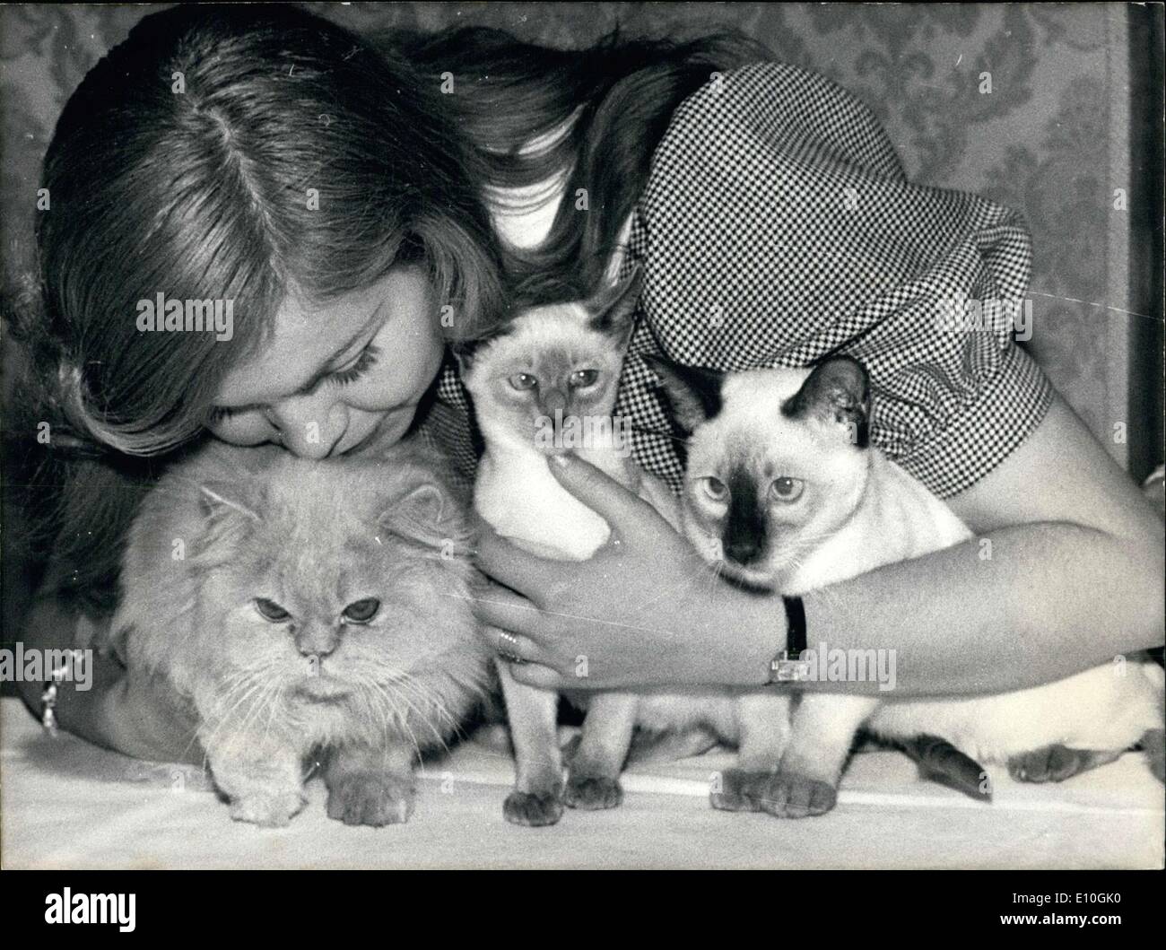 10 janvier 1973 - Comme un avant-goût de la grande exposition féline qui auront bientôt lieu dans les chambres des Champs-Élysées à Paris, les plus beaux chats d'Europe ont été présentés aujourd'hui à la presse. Un persan blanc accompagné de deux siamois. Banque D'Images