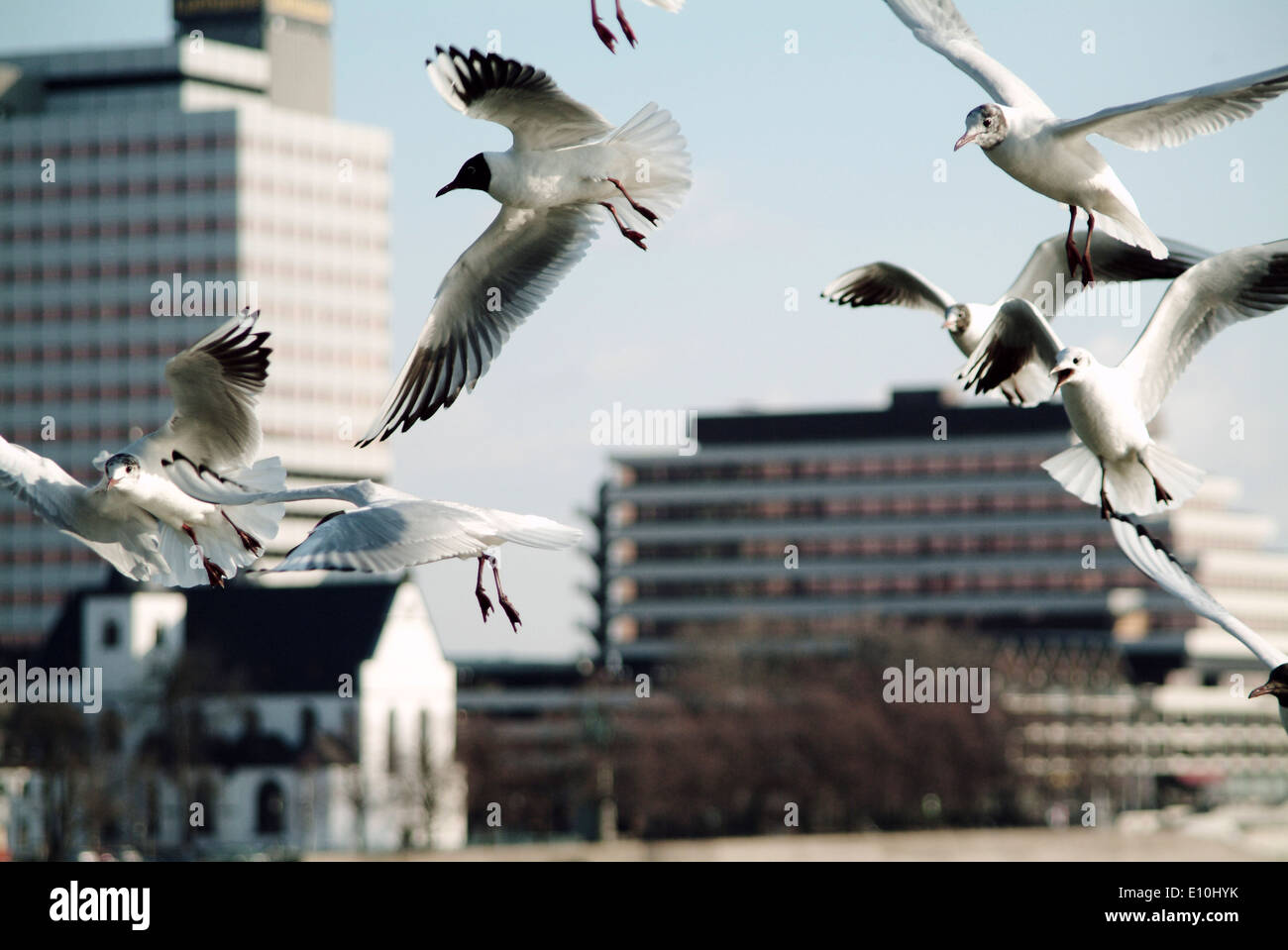 mouettes Banque D'Images