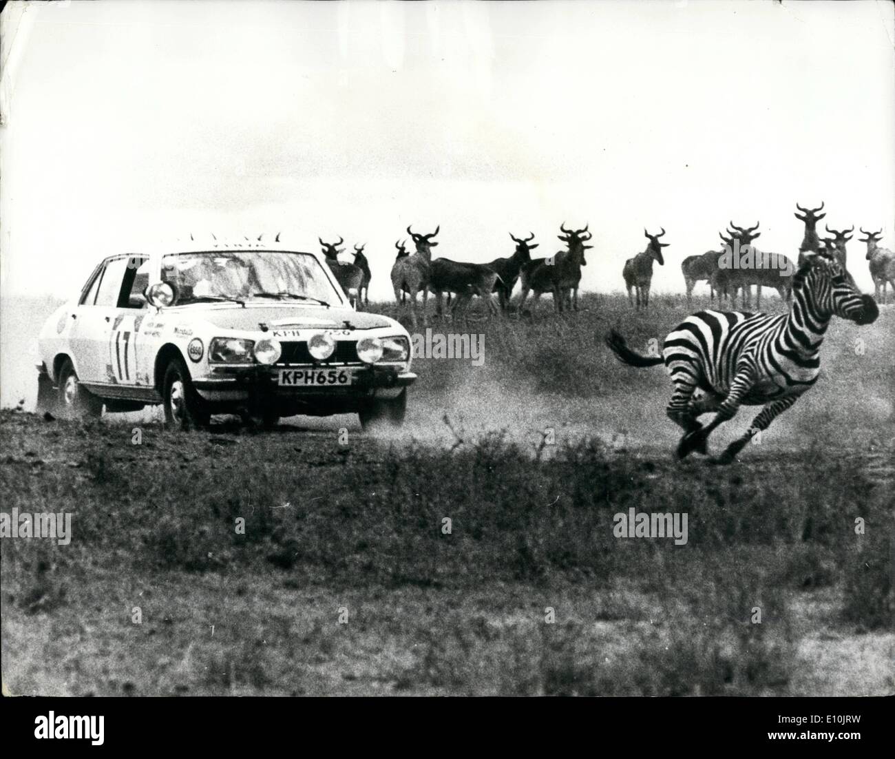 23 avril 1973 - 23 avril 1973 Shekhar Mehta du Kenya remporte l'East African Safari Rallye automobile. Shekhar Mehta du Kenya, avec co-pilote nobles Drews, à la conduite d'une Datsun 240Z a remporté le 21e Rallye automobile de l'Afrique de l'est dans une finition très proche avec pilote suédois Harry Kallstrom, également au volant d'une Datsun. Photo montre : un danger constant pendant le Safari est le animaux sauvages et nous voyons ici un zèbre course loin d'une Peugeot 504 conduite par Hugh Lionnet et Philippe Hechls pendant le rallye. Banque D'Images