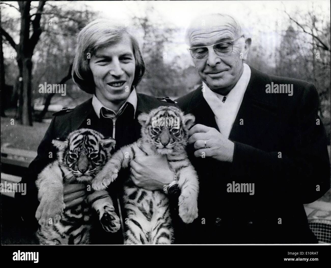 12 déc., 1973 - du sang neuf à Sumatra tiger familles dans le zoo de Francfort, deux fois deux oursons née : Le Professeur Bernhard Grazimek (à droite), directeur du zoo de Francfort, montre fièrement le résultat de son succès de reproduction des teintes Sumatra présentant les quatre oursons dans une des conférences de presse pour le public. En ce moment il y vivent environ 96 Cette sous-espèce de tigres dans les zoos répartis à travers le monde. Par rapport au petit nombre qui vivent encore dans leur environnement natif sur Sumatra il est fort probable que nos petits-enfants aient la chance de regarder les animaux dans les zoos qu'il y a dans l'avenir Banque D'Images