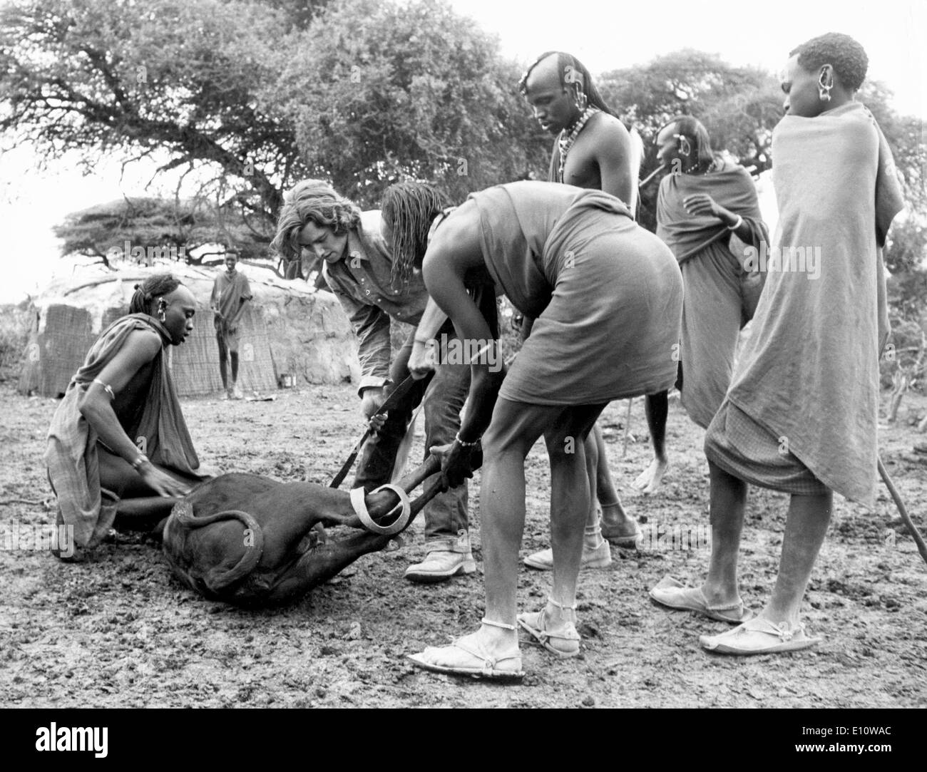 ROBERT KENNEDY JR. permet à un groupe de bergers Masai certains jeunes marque steers Banque D'Images