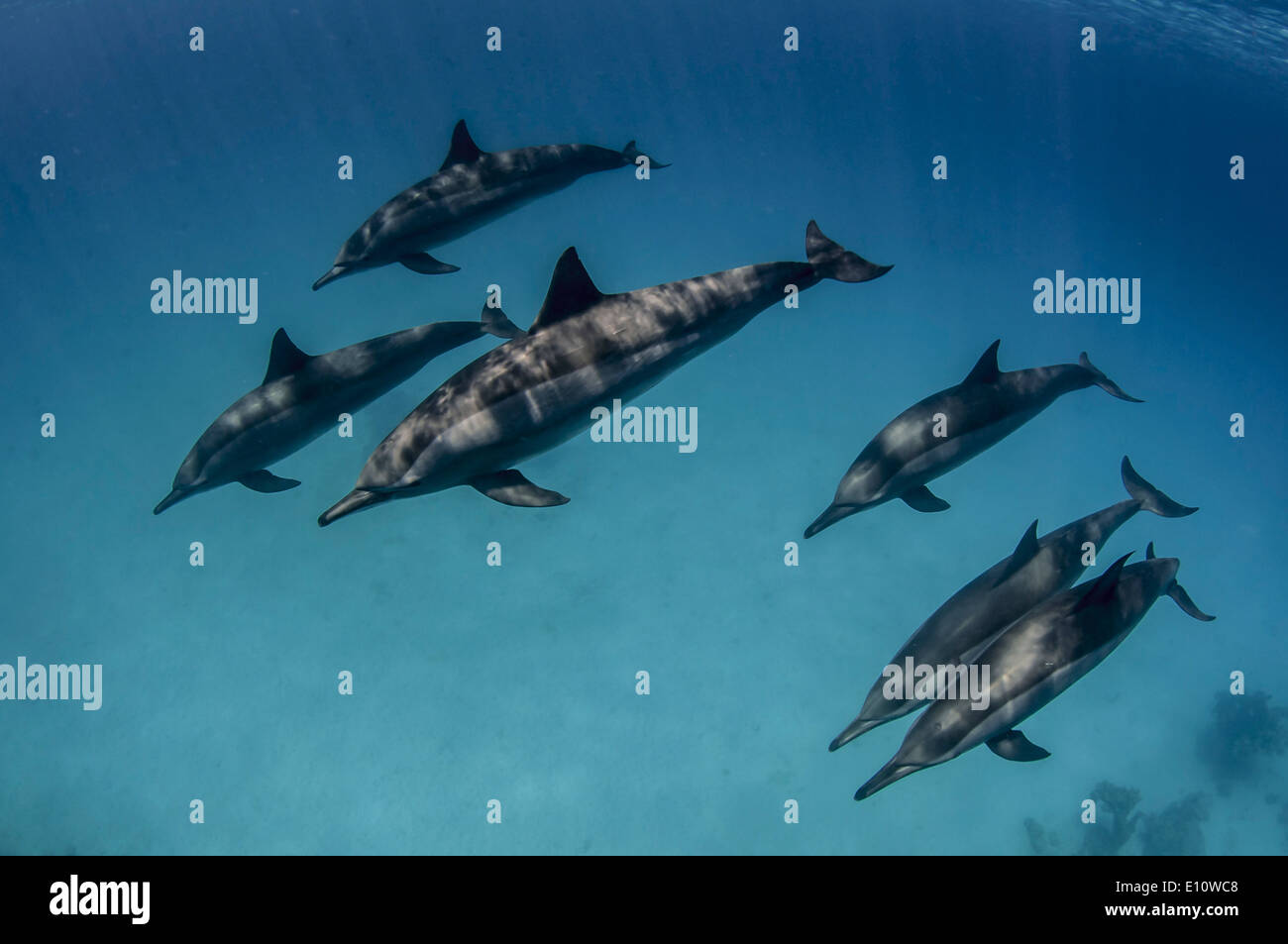 Une école de dauphins communs, l'Égypte (Delphinus delphis) Banque D'Images
