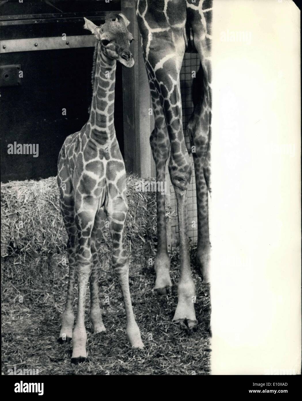 Mai 09, 1974 - Sophie, le Zoo de Londres, Girafe semble vivre pour la première fois. : Sophie, le Zoo de Londres, girafe semblait vivre pour la première fois aujourd'hui. C'était la première apparition live Sophies parce que jusqu'à maintenant, elle a été en vedette dans son propre programme de télévision. Le Zoo de Londres ont suivi de près sur Sophie et sa mère via un système de télévision en circuit fermé, qui était aussi à voir au public. Aujourd'hui, Sophie, qui est né le 2 mai, exposé au public à l'intérieur de sa maison Banque D'Images