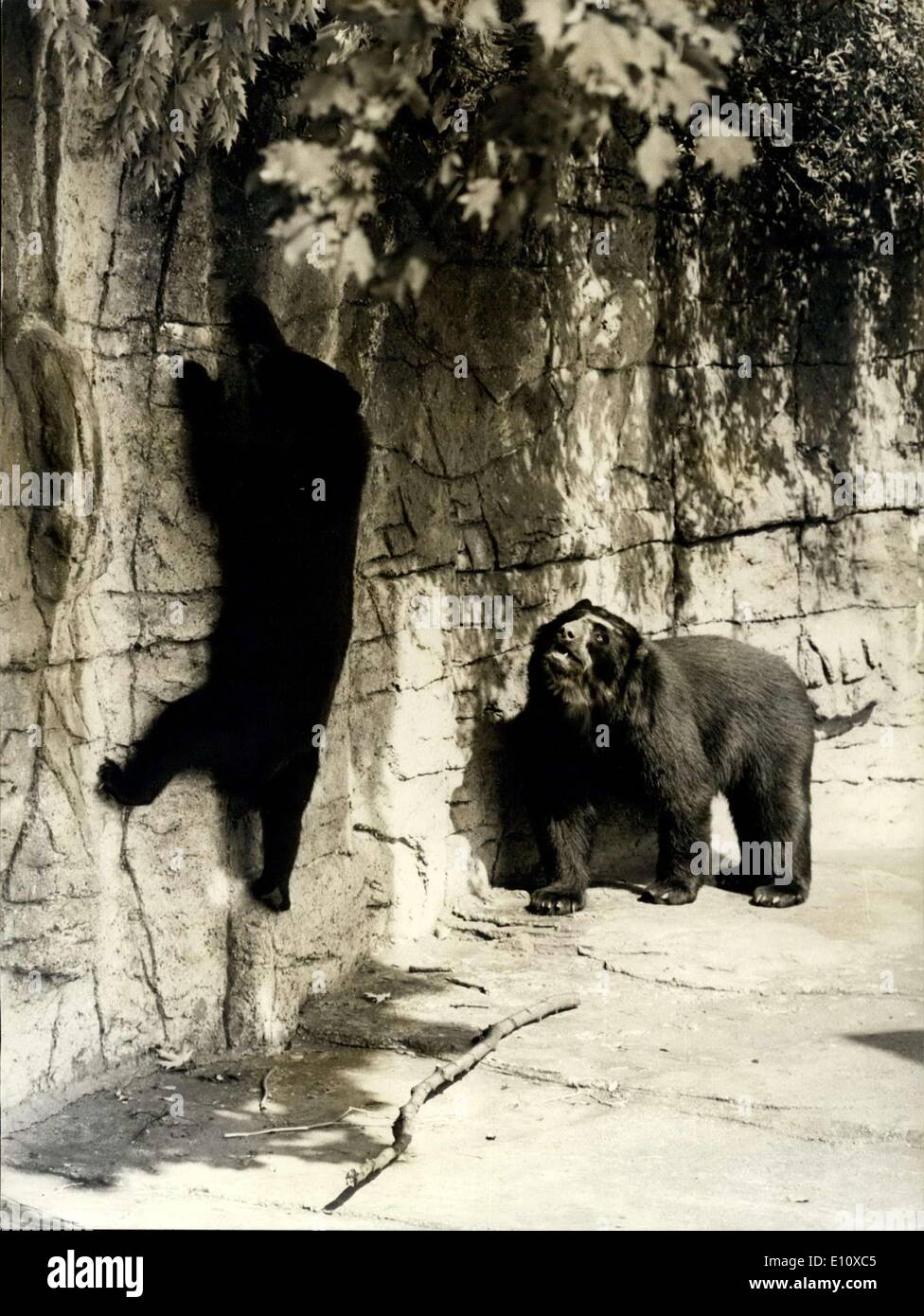 Juillet 23, 1974 - Guide de l'ours... Quand il s'agit de temps d'alimentation, les animaux au zoo de Bâle ne peut pas se plaindre, mais si vous voulez quelque chose de bien spécial, alors vous devez obtenir par vous-même ; Tana, les deux ans, l'ours a développé sa a remporté le libre-service, très rarement vu dans d'autres ours. Elle a a appris à utiliser un long bâton pour récupérer les feuilles d'un érable. Mais tous ses amis peuvent faire est de regarder avec envie, comme ils ne peuvent toujours pas obtenir le coup de lui. Avec toutes les pénuries alimentaires ces derniers temps, il pourrait être un moyen très utile d'avoir knack Banque D'Images