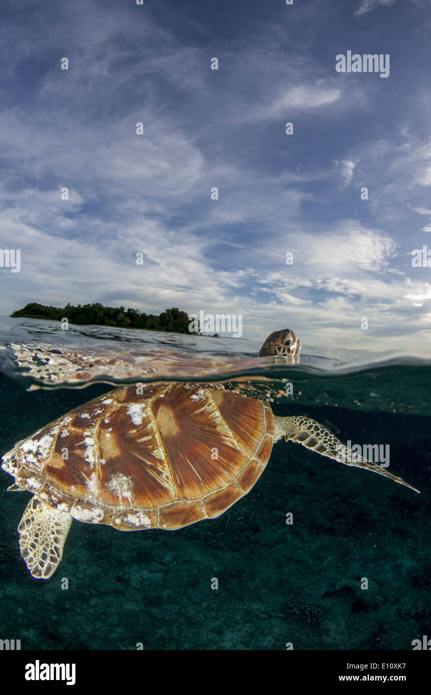 Tortue de mer verte, Sipdan island Malaisie (Chelonia mydas) Banque D'Images
