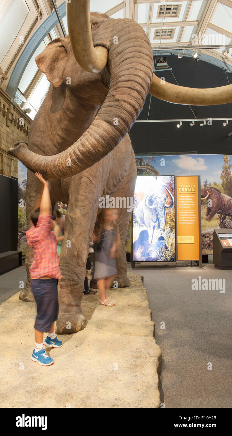 Natural History Museum, London UK. 21 mai 2014. Appuyez sur Afficher. L'exposition vous emmène dans un voyage inspirant à partir du moment où ces titans parcouraient la terre jusqu'à aujourd'hui la recherche sur les causes de l'extinction de mammouth et moyens de protéger leur précieux modern relative, l'éléphant. (Note aux rédacteurs : enfants fournies par Musée). Credit : Malcolm Park editorial/Alamy Live News Banque D'Images