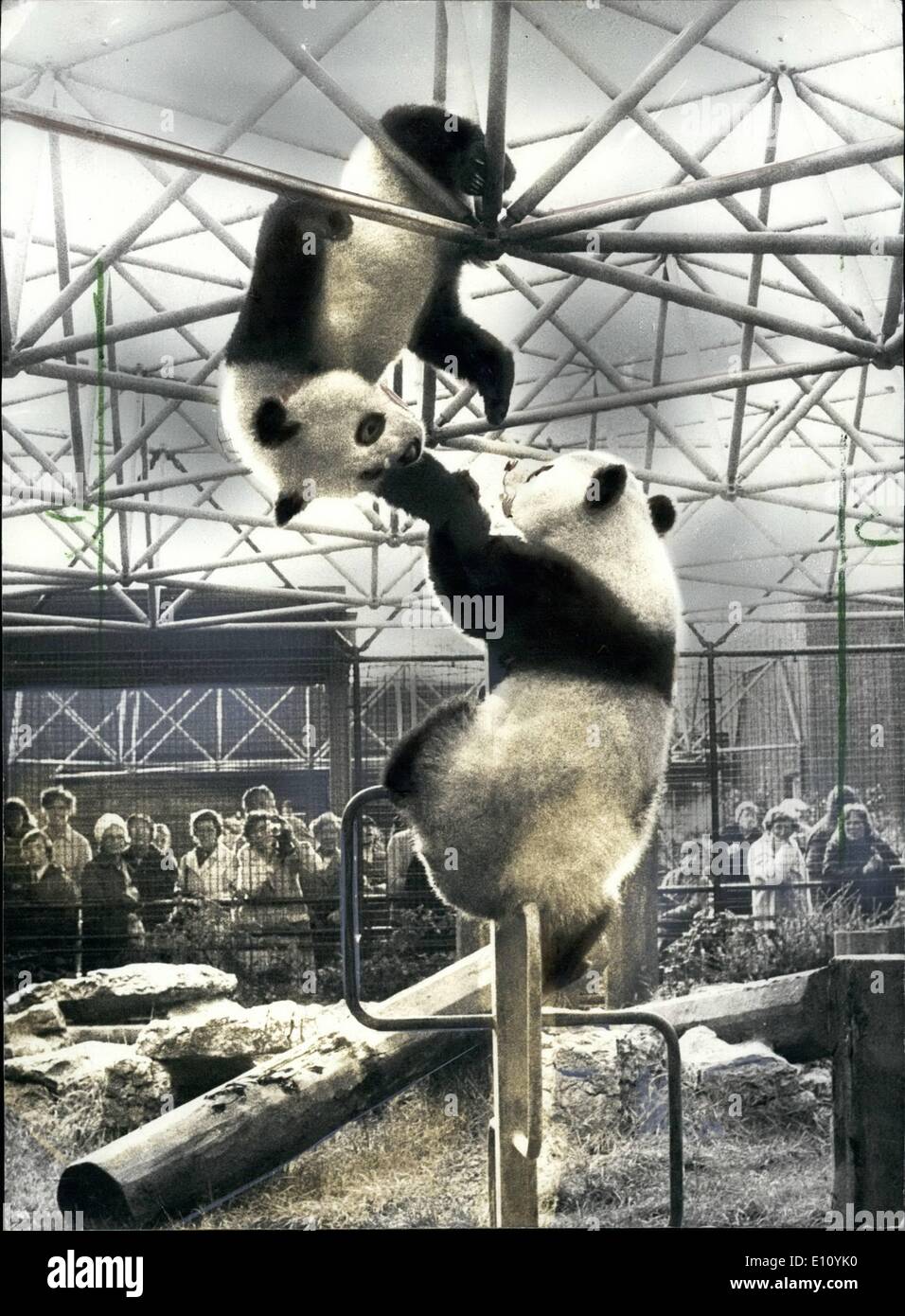 10 octobre 1974 - Jeux et divertissements pour Ching-Ching et Chia-Chia:Deux études de Ching-Ching et Chia-Chia, le panda cadeaux de Chine, représenté comme ils bénéficient d'une session de jeux et dans leur enclos au Zoo de Londres. Banque D'Images