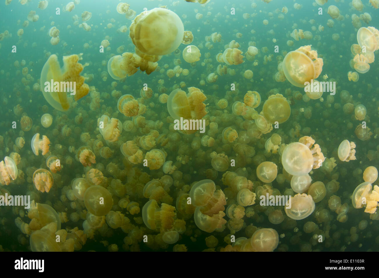 Un groupe de méduses, Jellyfish lake, Palau (Mastigias) Banque D'Images