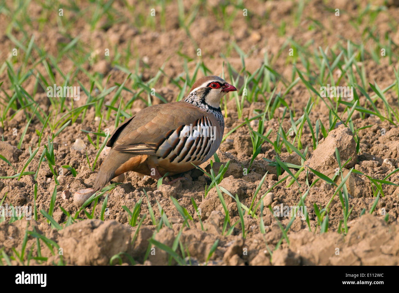 Pattes rouge Alectoris rufa perdrix se nourrissent de printemps Norfolk field Banque D'Images