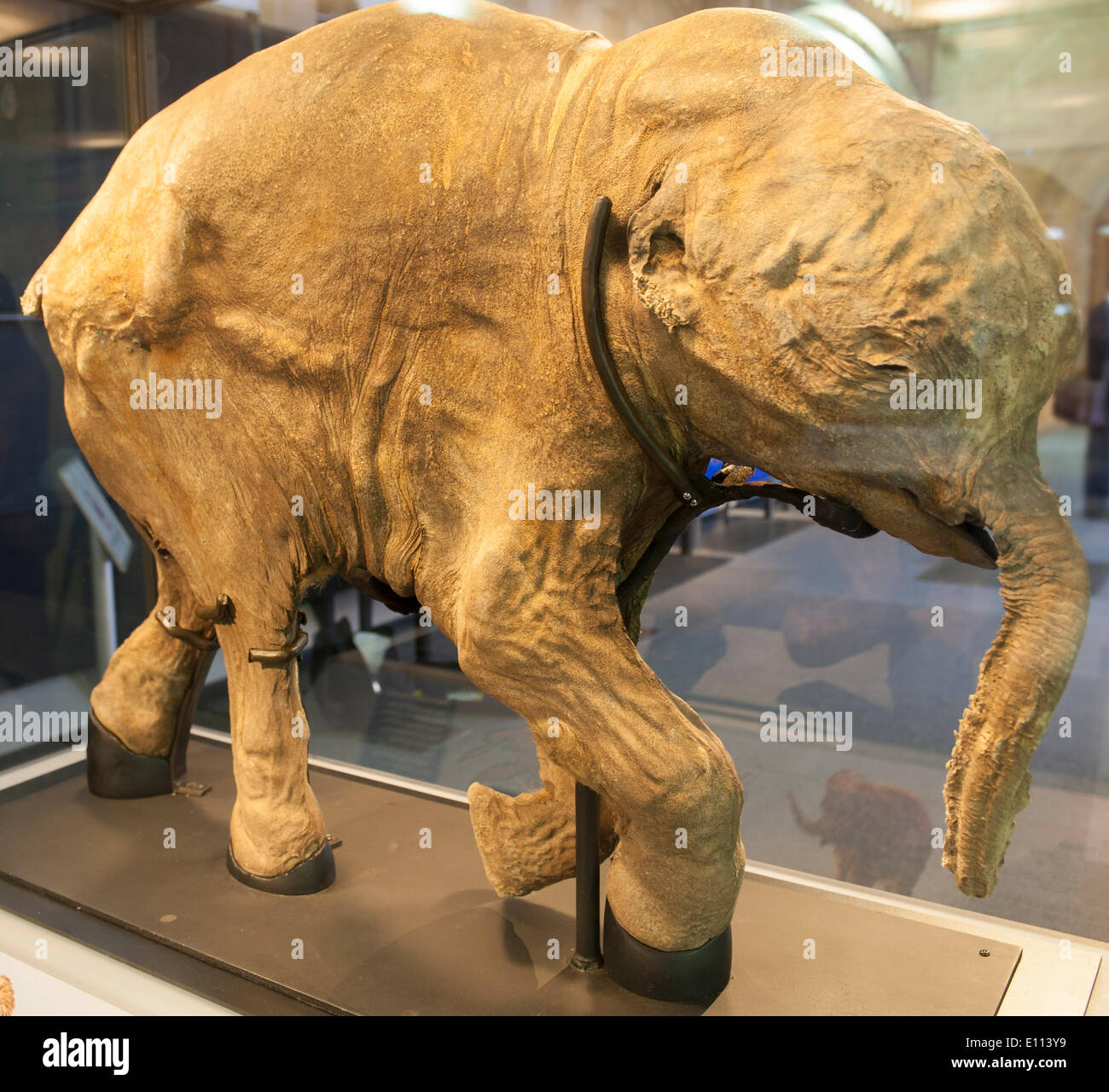 Bebe Mammouth Banque D Image Et Photos Alamy