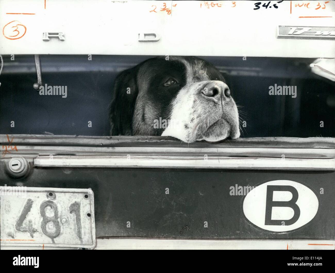 08 août 1975 - Ils un appelé les amis des animaux : alors que monsieur et madame mangent dans un restaurant, ce pauvre chien a d'attendre à l'arrière de la voiture sous un soleil de photo a été faite en Suisse dans un centre touristique. Police nous a dit que même pleurer les enfants ont été trouvés dans l'arrière des voitures. Banque D'Images