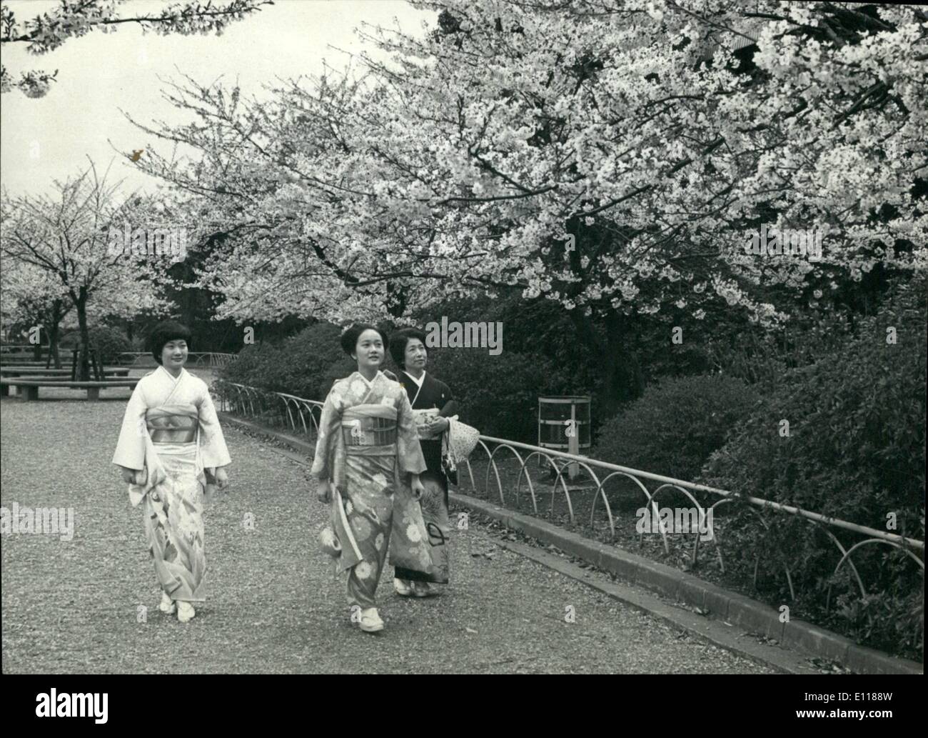 Avril 04, 1976 - Le temps des cerisiers en fleur au Japon. : Haut-vent a soufflé au début de la floraison des cerisiers à Tokyo cette année, mais reste suffisante pour donner à la ville une atmosphère de printemps. C'est le moment pour ses cerisiers en fleurs de grande écoute, la danse des mesures et actions du folklore traditionnel, avec la musique de tambours et flûtes de bambou, et de boire de la bière et de saké sous les arbres. Bientôt les cerisiers en fleur double apparaîtra à l'endroit où ils demeurent pour une semaine ou dix jours. Banque D'Images