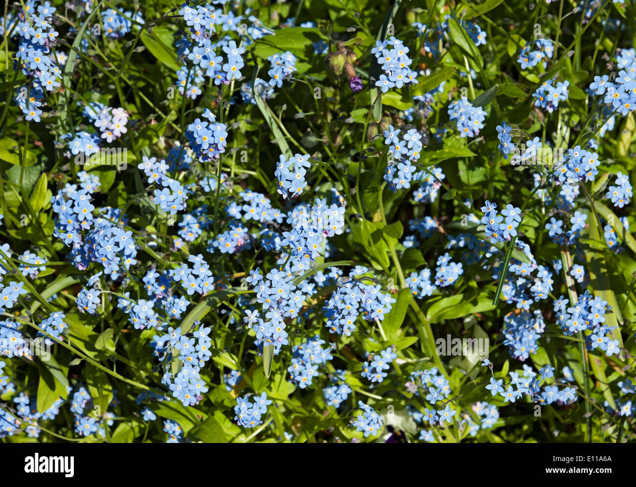 Gros plan de fleurs bleues fleur Forget-me-nots floraison dans le jardin de printemps Angleterre Royaume-Uni Grande-Bretagne Banque D'Images