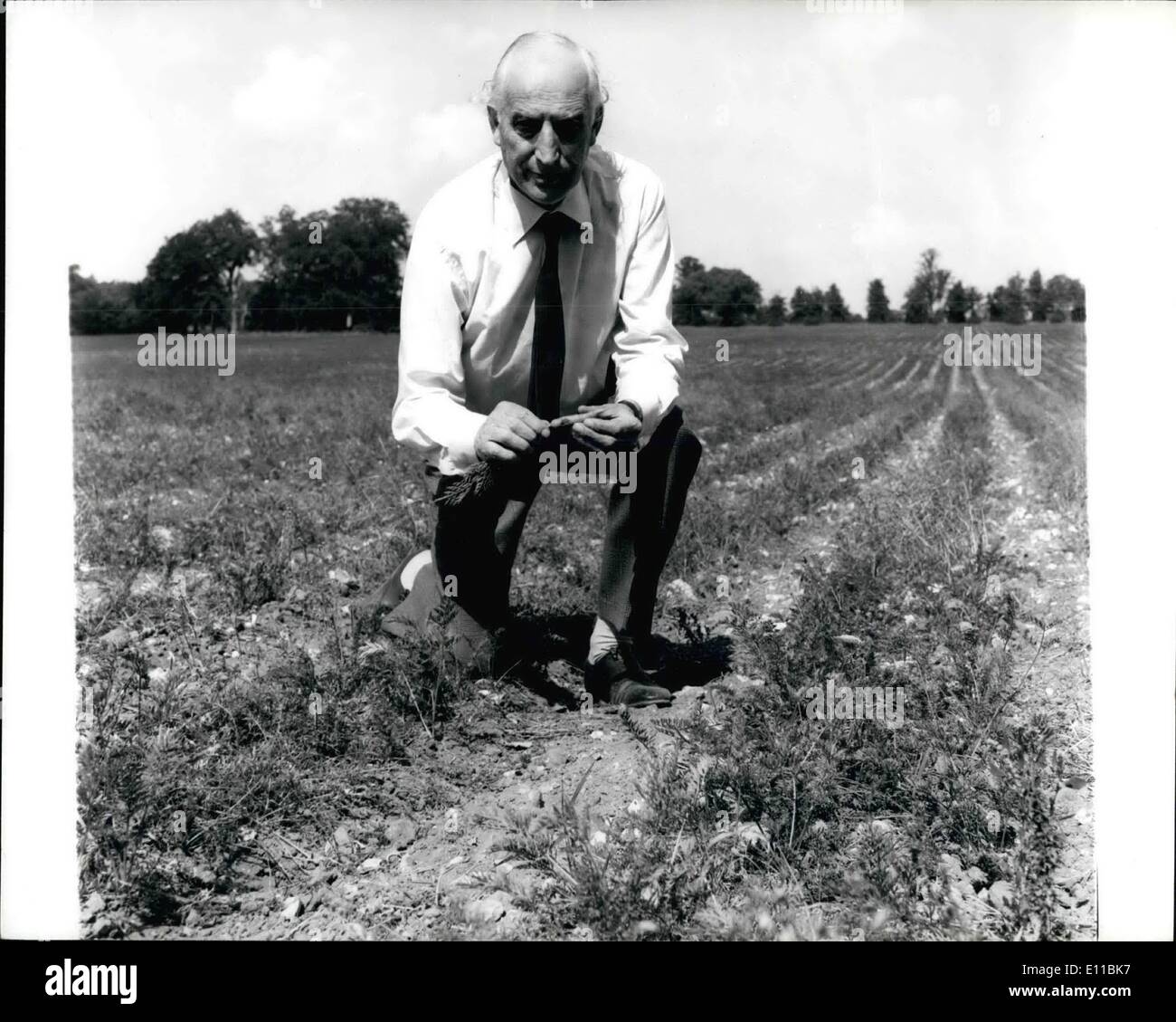 08 août, 1976 - La sécheresse va mettre l'alimentation à la hausse indique que le ministre de l'agriculture : un avertissement de pénurie alimentaire et de la hausse des prix à cause de la sécheresse a été donner hier par M. Peart, Ministre de l'agriculture, lors d'une tournée des régions agricoles desséchées. Il pensait que la hausse des prix des légumes aurait très bientôt. M. Peart s'exprimait à Bristol à la fin de la première de ses deux jours d'East Anglia, les Midlands de l'Ouest et l'ouest du pays. Photo montre M. Peart, le Ministger agricole, l'examen de la région aride et récolte une carotte de sol poudreux au champ Hall Farm, Suffolk, Euston, hier. Banque D'Images