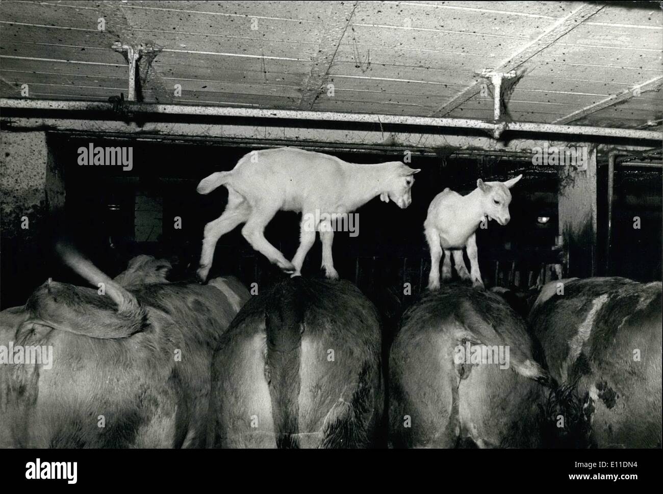 Mai 05, 1977 - Les chèvres sont saute au-dessus de vaches : Chaque matin, ces deux chèvres sautent sur les vaches de M. Wenger, un paysan suisse dans le village de Montmelon. Les chèvres ne sont pas formés du tout, le font seulement par plaisir. Photo montre stable avec les animaux. Banque D'Images