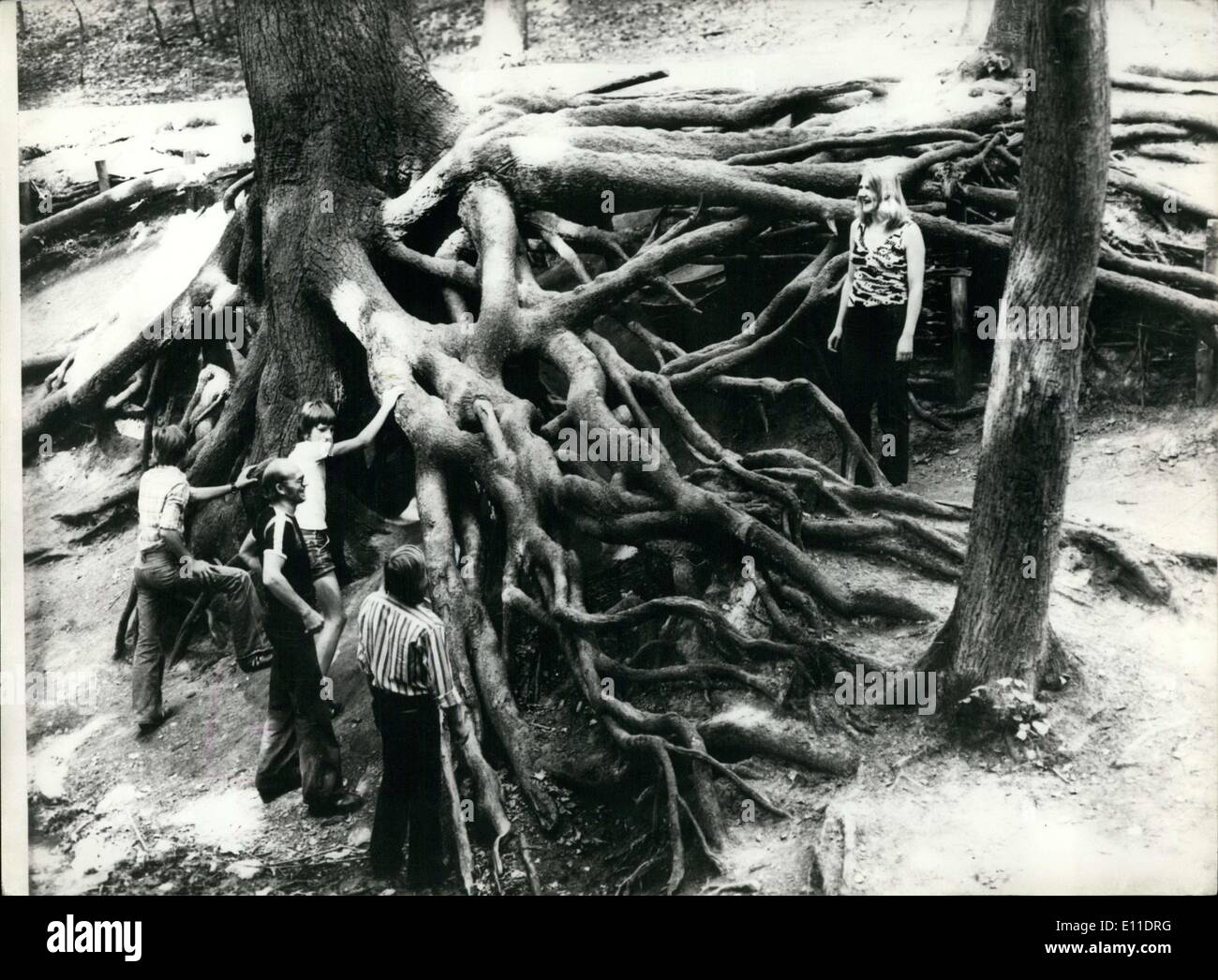 17 août 1977 - L'arbre est de 50 mètres de haut et 140 ans. Banque D'Images