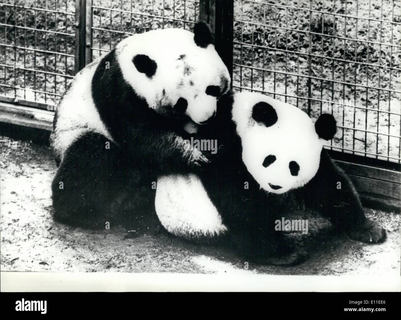 Juin 06, 1977 - La flatterie les panders zoo de Ueno à Tokyo. Les fonctionnaires du Zoo de Ueno étaient encore plus heureux que les panders eux-mêmes lorsque la nouvelle que le succès d'accouplement ont été réalisés. Vu par une grande partie de la population japonaise sur l'ensemble du pays plat programmeurs. Les panders,ont été encouragés par le personnel du zoo, et après beaucoup de doutes sur le côté de la femelle, flatter le mal était fait accompagner de clignoter appuyez sur les caméras et gri-gri plat d'installations selon les responsables du zoo la grossesse est presque certain, et si un bébé est né flatter ce sera la première fois à l'extérieur Banque D'Images