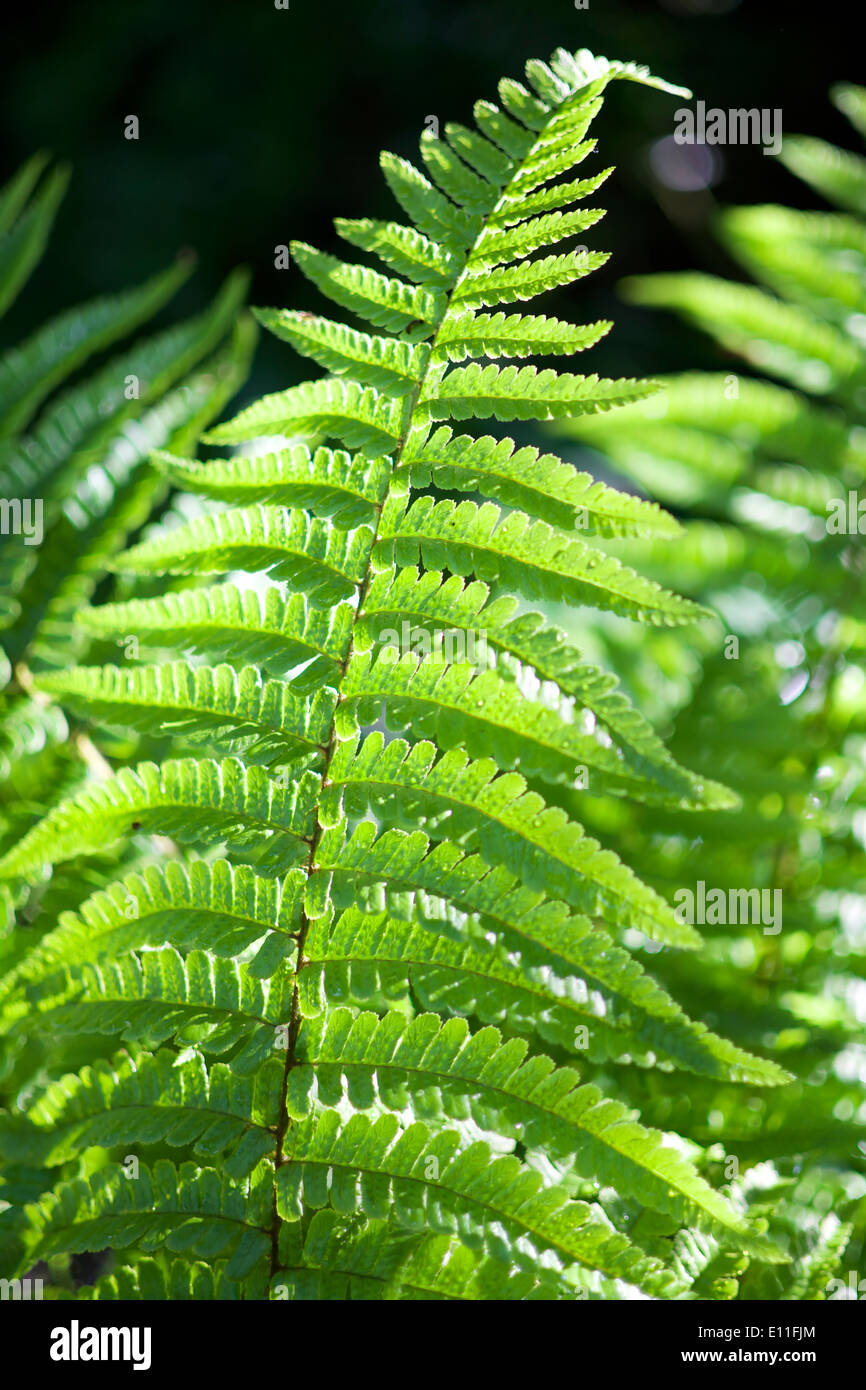 Fern sous le soleil du soir Banque D'Images