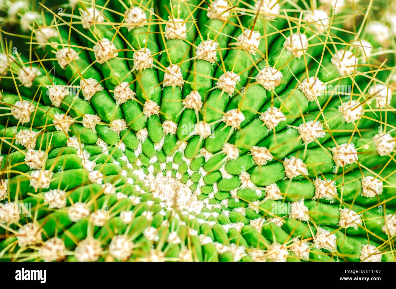 Cactus rond Banque D'Images