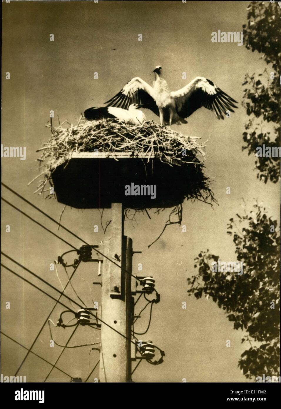 Juillet 26, 1977 - les autorités locales tentent d'obtenir les cigognes à revenir dans la région en mettant au-dessus des nids de poteaux de téléphone. Il y a 30 ans il y avait 2 175 couples de cigognes. Maintenant il y a à peine 400. Banque D'Images
