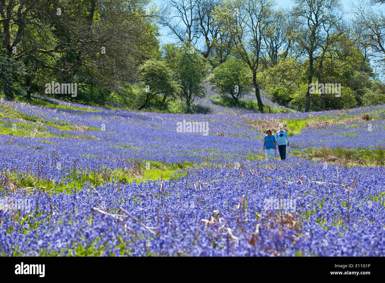 Llandrindod Wells, Powys, au Royaume-Uni. 21 mai 2014. Les randonneurs passent par une grande étendue de bluebells sur un beau matin d'été. Bluebells sont prolifiques au pays de Galles cette année et fleuri plus tard que la plupart des autres parties de la Grande-Bretagne. Credit : Graham M. Lawrence/Alamy Live News. Banque D'Images