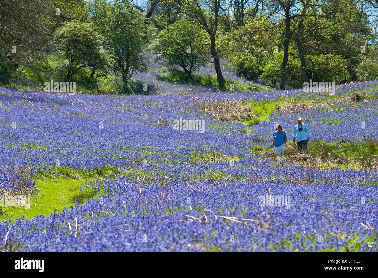 Llandrindod Wells, Powys, au Royaume-Uni. 21 mai 2014. Les randonneurs passent par une grande étendue de bluebells sur un beau matin d'été. Bluebells sont prolifiques au pays de Galles cette année et fleuri plus tard que la plupart des autres parties de la Grande-Bretagne. Credit : Graham M. Lawrence/Alamy Live News. Banque D'Images