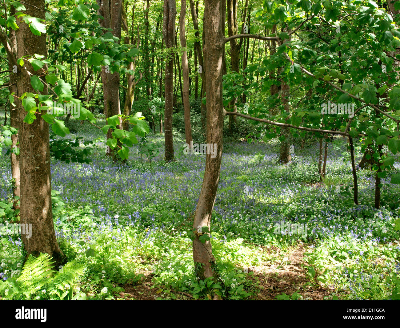 Jacinthes des bois, Cornwall, UK Banque D'Images