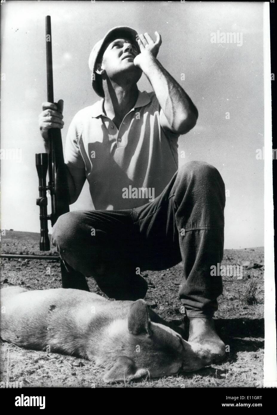 02 février 1978 - Décès de l'Carrieton Dingo : le dingo qui avait été qui ronge les agriculteurs d'Adélaïde, l'Australie a finalement été tué. Le dingo qui avait tué plus de 1 000 moutons en 12 mois, a été abattu par les écologistes de manières, ils devraient venir ici et regarder un mouton écrit à l'agonie avec son estomac arrachés''. C'était une fin solennelle pour le chien qui avait déjoué les agriculteurs pendant presque une année. Dans Carrieton Polden, près de la propriété, il y avait tout autour de l'agriculture lorsque les acclamations de fraternité s'inspecter le tuer Banque D'Images