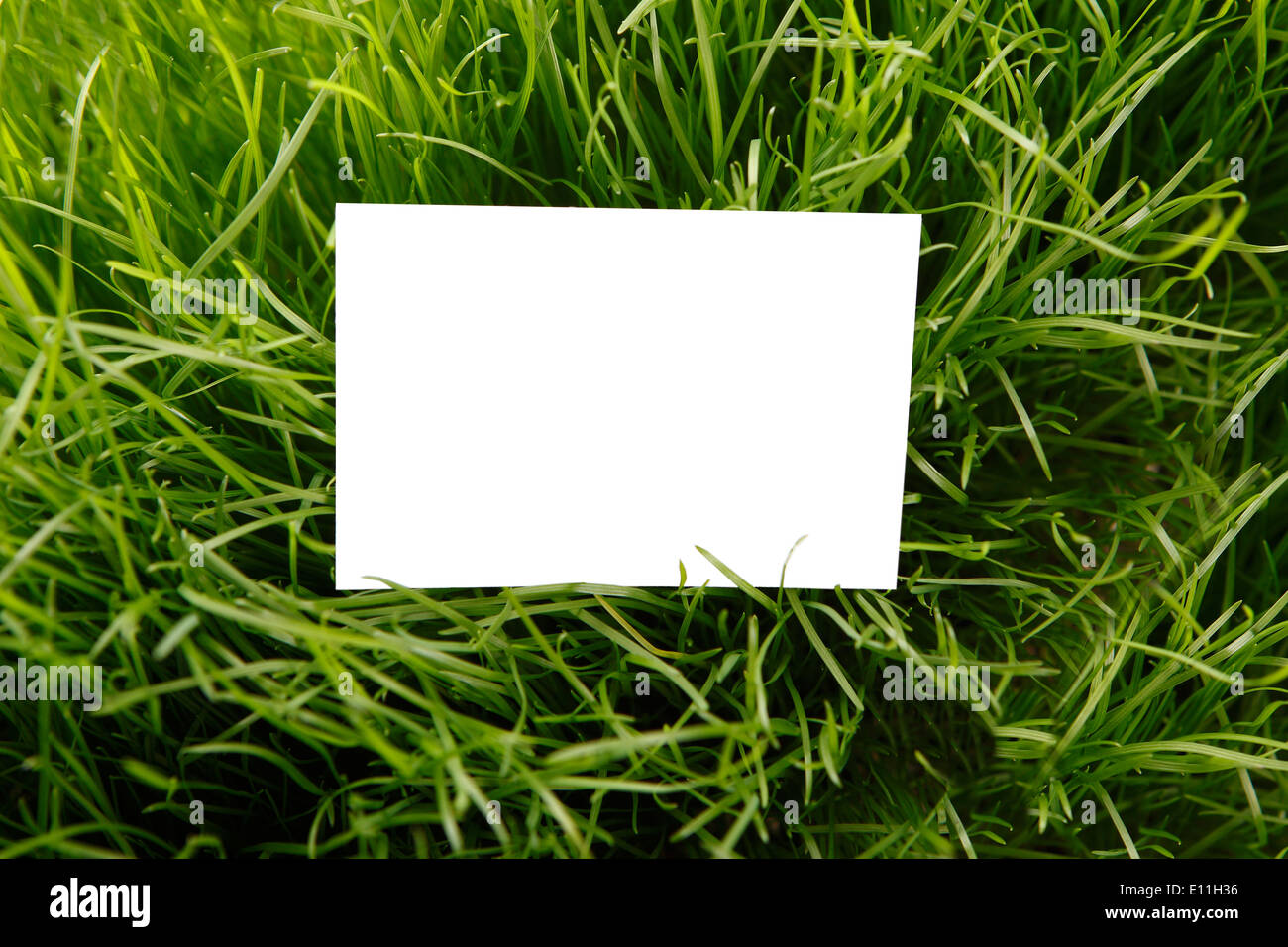 Carte de souhaits dans l'herbe verte Banque D'Images