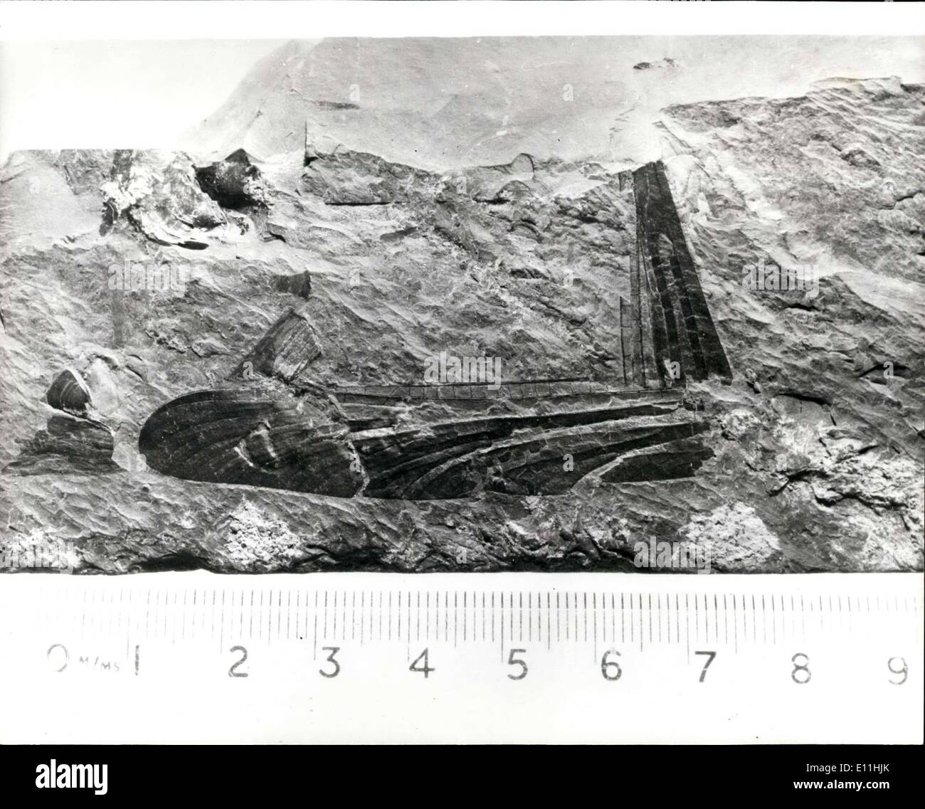 Mar. 15, 1978 - 300 millions d'années mis au jour dans une mine but Derbyshire ; les restes d'un 300 millions ans libellule, un des premiers insectes volants, trouvés à 350 mètres plus bas dans une fosse Derbyshire, a été découverte par deux mineurs avec un oeil vif pour une probable à combustibles. C'est à la mine de Bolsover, près de Chesterfield, lorsque Martin Spencer et Terry juge réalisé qu'ils avaient découvert quelque chose de spécial n'était que la moindre impression sur un morceau de charbon, dont M. juge ''savait était un bijou''. Les quatre pouces de longueur de l'aile a été étudié par M. Banque D'Images