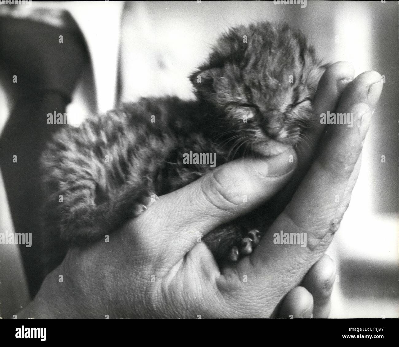 Avril 04 1978 Baby Margay Au Zoo De Londres Luc Un Margay Est Ne Le 28 Mars A La Zoo De Londres Et Est Eleve Par Son Gardien Brenden Murray Avril 04 1978 Baby Margay Au Zoo De Londres Luc Un Margay Est Ne Le 28 Mars A La Zoo De Londres Et Est Eleve Par Son Gardien Brenden Murray