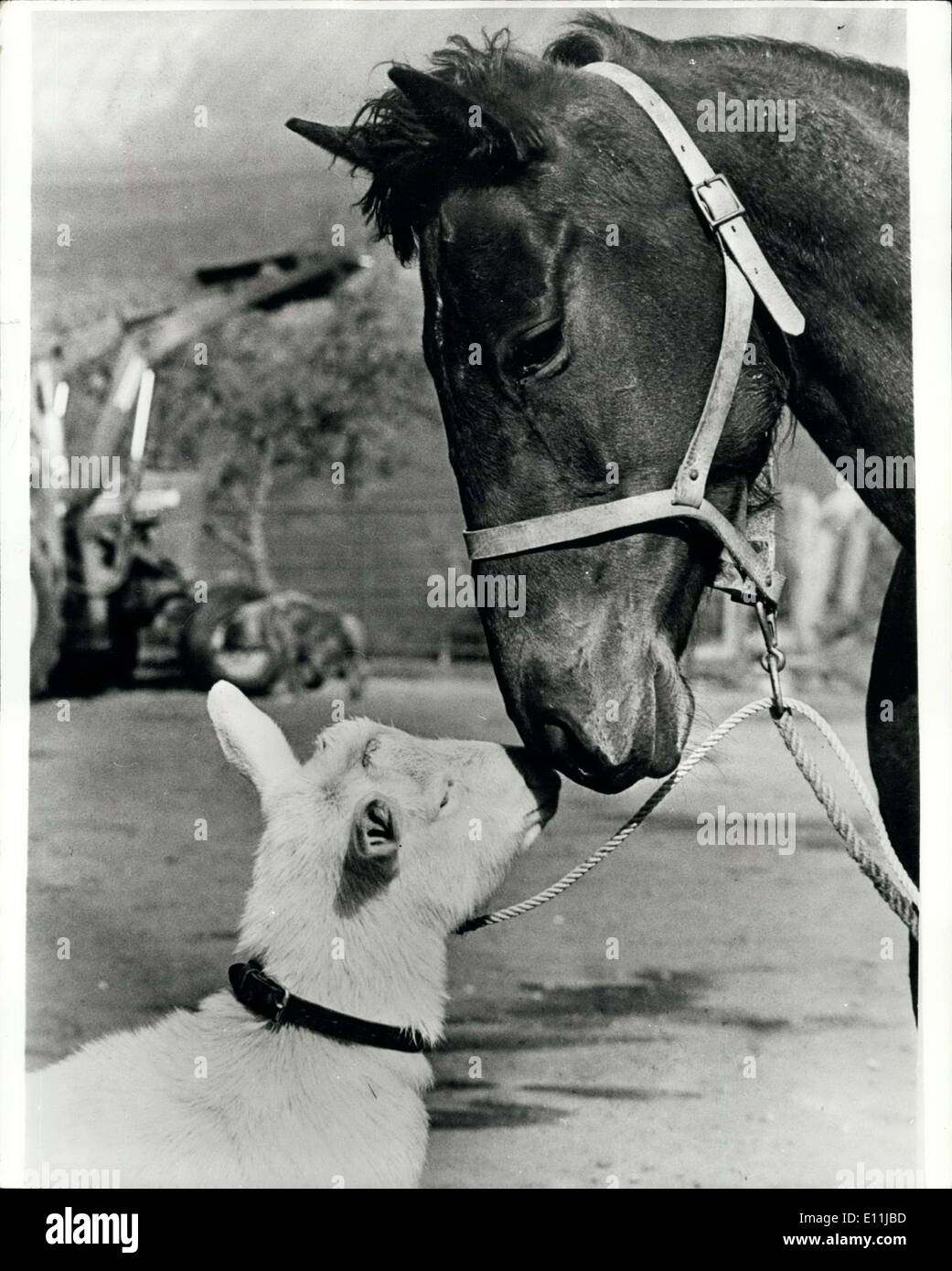 Avril 18, 1978 - Pals : Racehorse Esprit charmé pas besoin d'une bonne dose. La Billy Goat, Rufus est hors d'un travail. Au cours des deux ans et demi, Rufus a été sur place pour garder le cheval calme avant une grande course. Mais maintenant charmé l'esprit est sur le point de poulain et qui fera de son ami redundnat de chèvre. Son maître Leonard Fowell (24) de Chudleigh, Devon explique : ''esprit charmé l'habitude d'obtenir si nerveux devant un impossible de se rendre à la rencontre. ''O J'ai décidé de mettre Rufus dans le fort avec elle et il a travaillé la magie tout de suite. C'est le même depuis que Banque D'Images