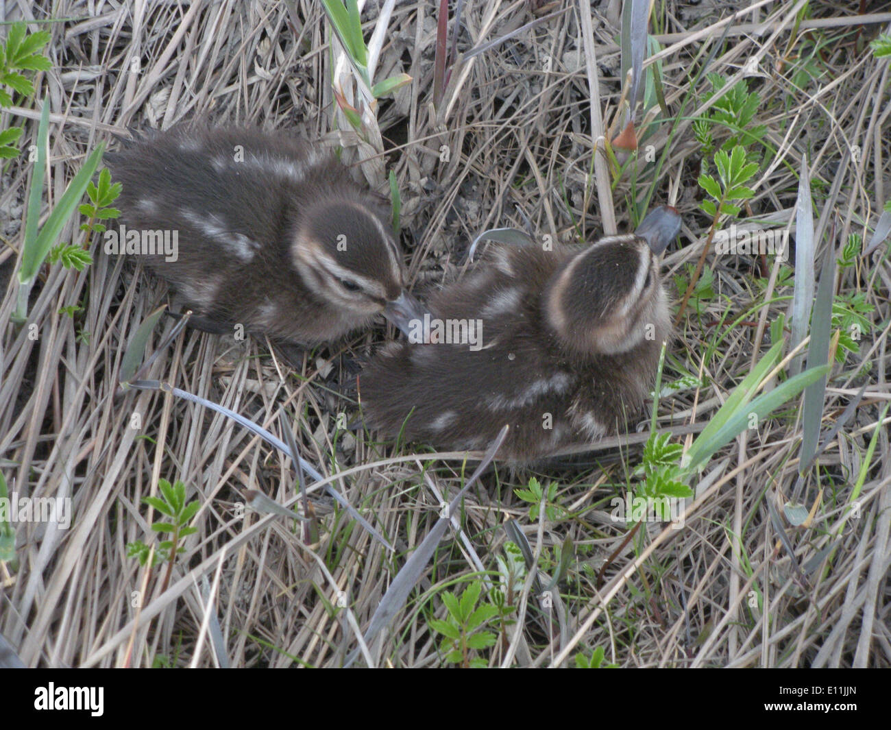 Les canetons Pintail éclosent en Alaska pendant les mois d'été. Ces canetons font partie de la riche vie aviaire de la région et contribuent à la biodiversité des écosystèmes des zones humides. Banque D'Images