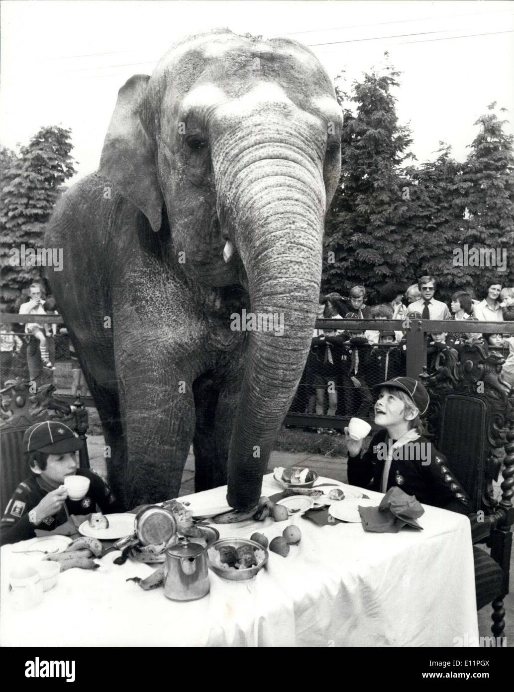21 août 1979 - Deux oursons prendre le thé avec Marjorie l'éléphant : Deux louveteaux de la 11e Rue, Pack Elpheges Wallington ont profité d'un thé en tant qu'invité d'Marjorie, de l'Asie éléphant dans son enclos au Zoo Chossington aujourd'hui. C'était en réponse au défi lancé par le scouting Magazine qui vous award pour le cu b scouts de manger un repas au lieu des plus inhabituelles, nommé le ''Eat Out'' de la concurrence. La photo montre la vue pendant le tea party avec Marjorie dans son paddock aujourd'hui sont la L-R. Timothy Molyneua,10, et Shaun O'Neil,9. Banque D'Images