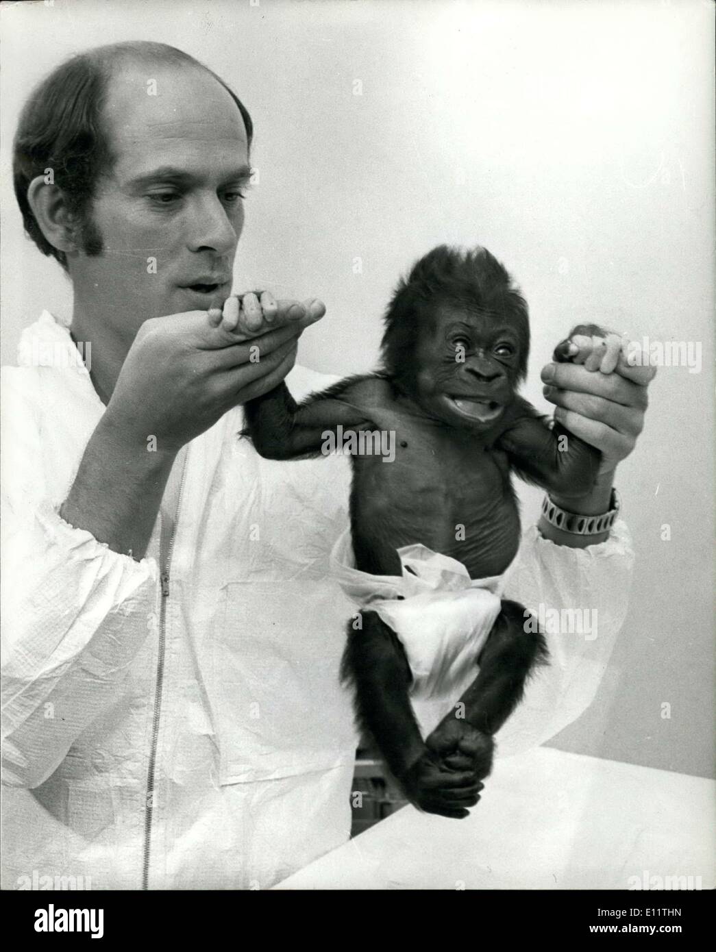 Mar 21 1980 Une Cesarienne Pour Bebe Gorille Un Bebe Gorille Est Ne Par Cesarienne Au Zoo De Bristol Et Son Gardien A Ete Dormir A Cote De L Incubateur Depuis